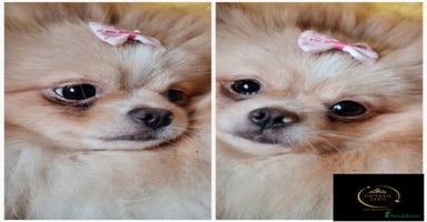 Pomeranian dogs  KC Teddy Face Merle, Black Exquisite Petite Girls - Advert 1