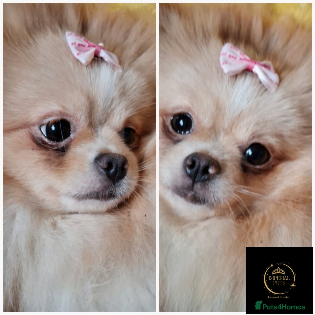 Pomeranian dogs for sale:  KC Teddy Face Merle, Black Exquisite Petite Girls - Advert 2