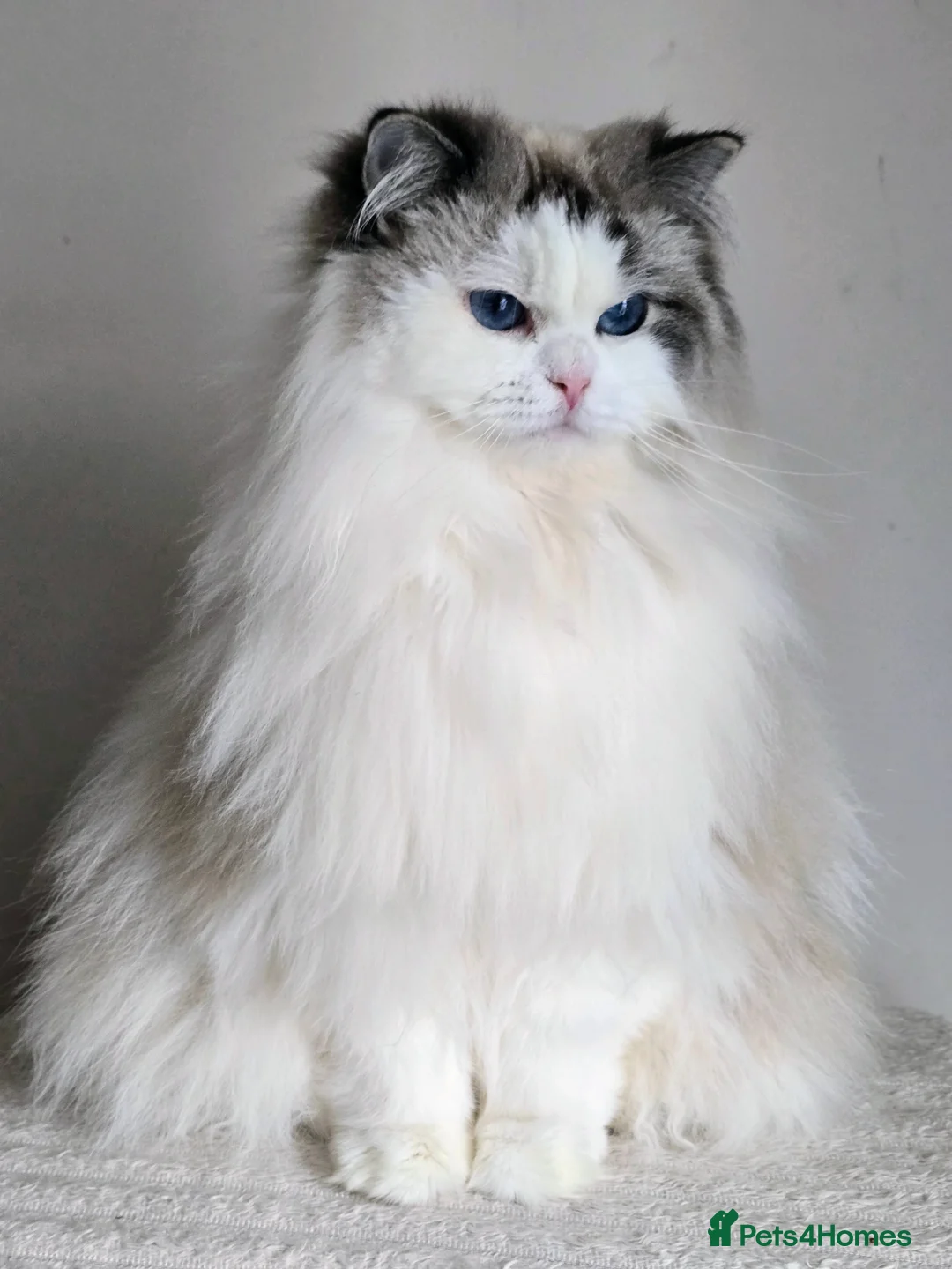 Ragdoll cats for sale: Beautiful Adult Ragdoll Girl  - Advert 2