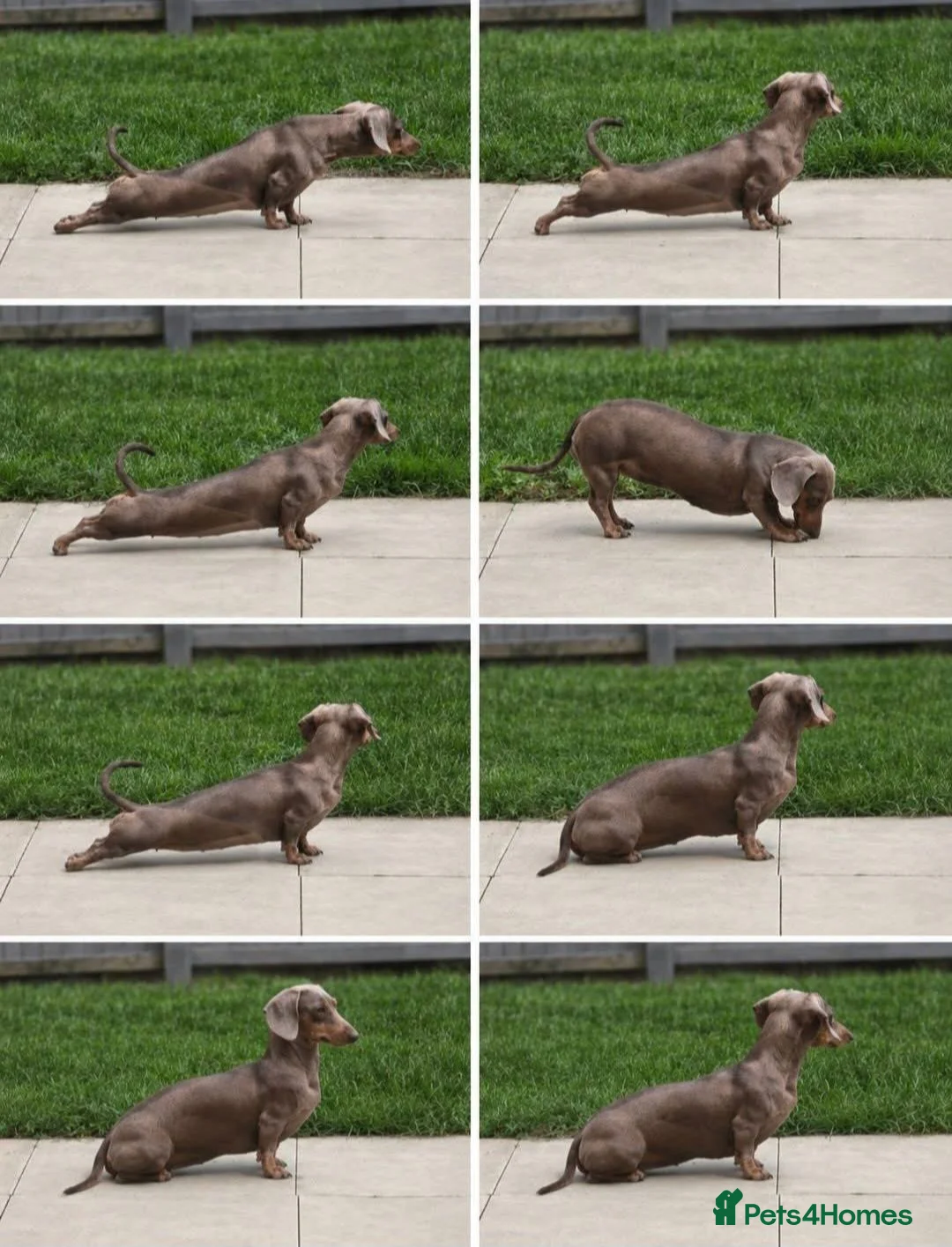 Miniature Dachshund dogs for sale: 1yr old isabella miniature Dachshund Female  in Preston - Advert 8
