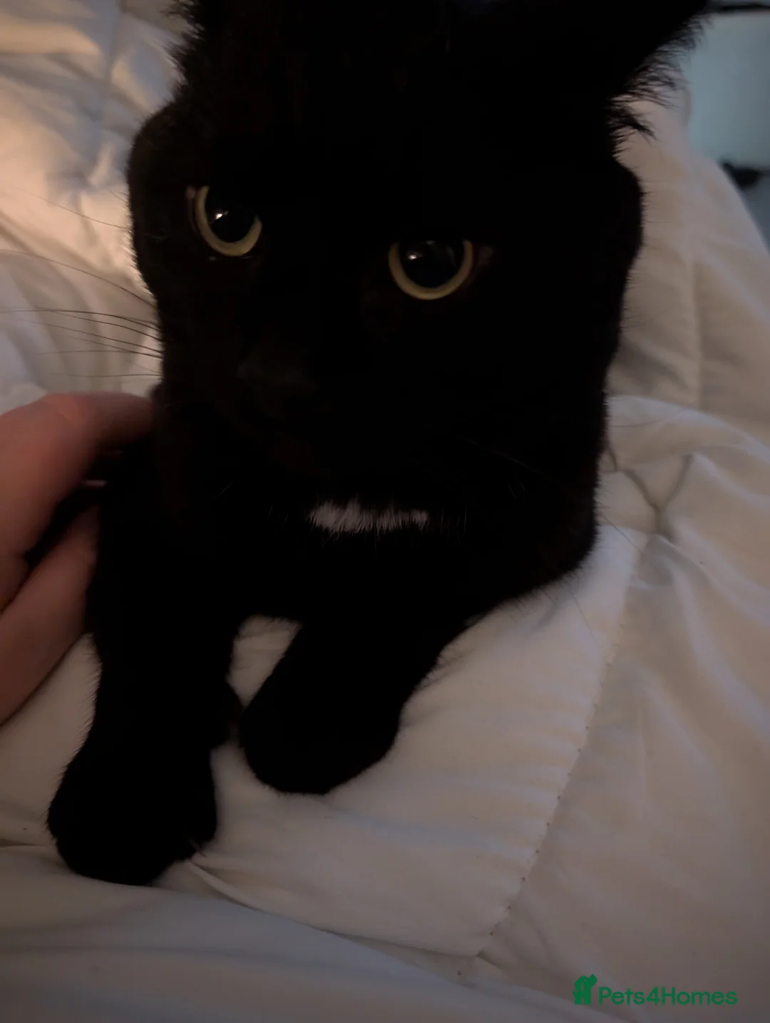 Ragdoll cats for sale: Ragdoll kittens  - Advert 13