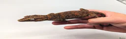 Gecko reptiles for sale: Orange Stripe Gargoyle Gecko CB26 - Advert 6