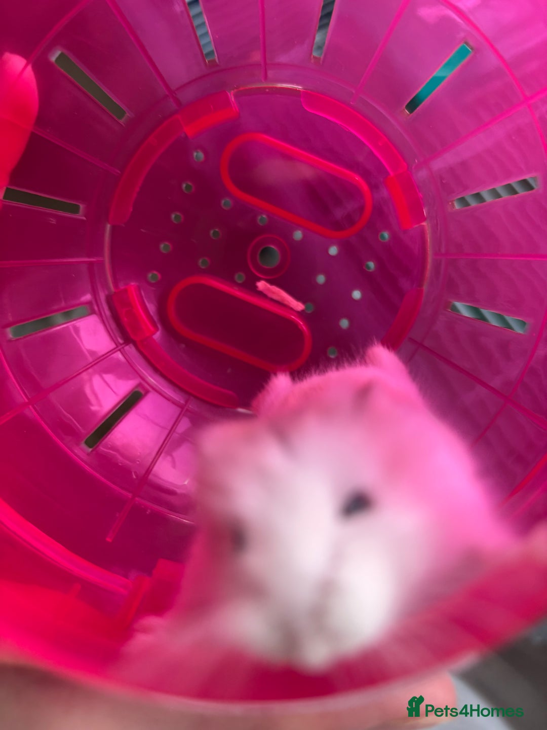 Hamster rodents for sale: Robo Hamster  - Advert 4