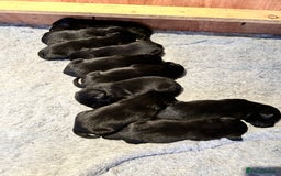 Labrador Retriever dogs for sale: Black Labrador puppies, KC reg  - Image 13