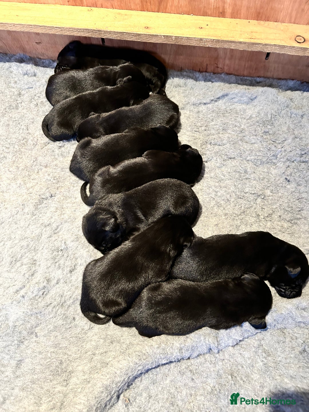 Labrador Retriever dogs for sale: Black Labrador puppies, KC reg  - Image 13