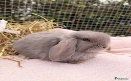 Mini Lop rabbits for sale: Pure mini lops, otters, grey, blue - Advert 16
