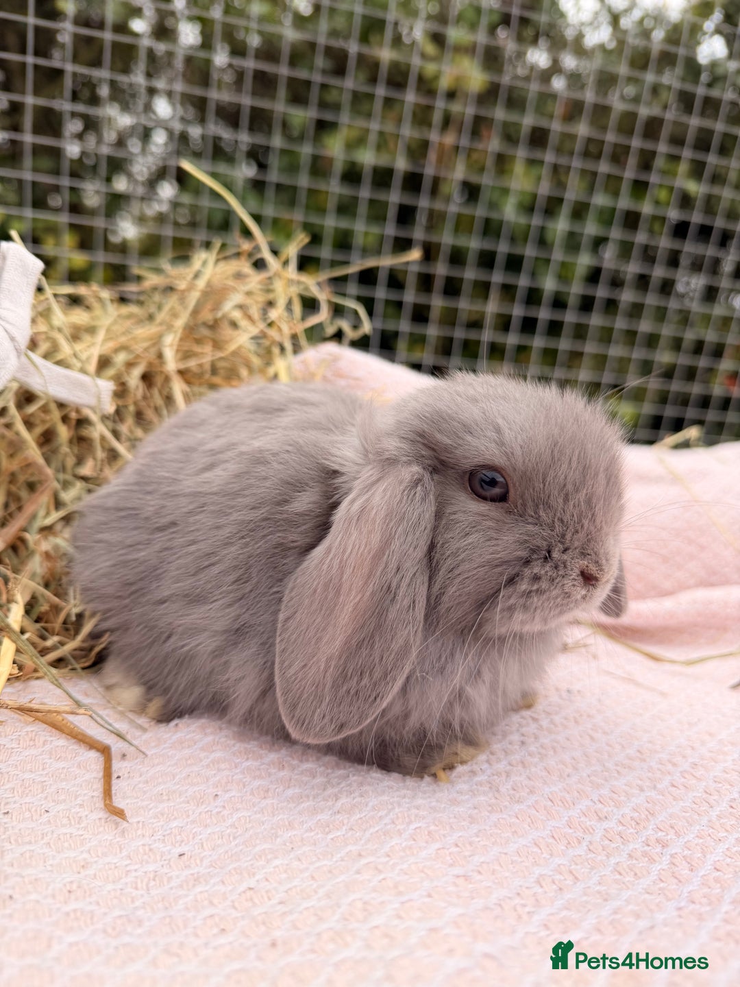 Mini Lop rabbits for sale: Pure mini lops, otters, grey, blue - Advert 16