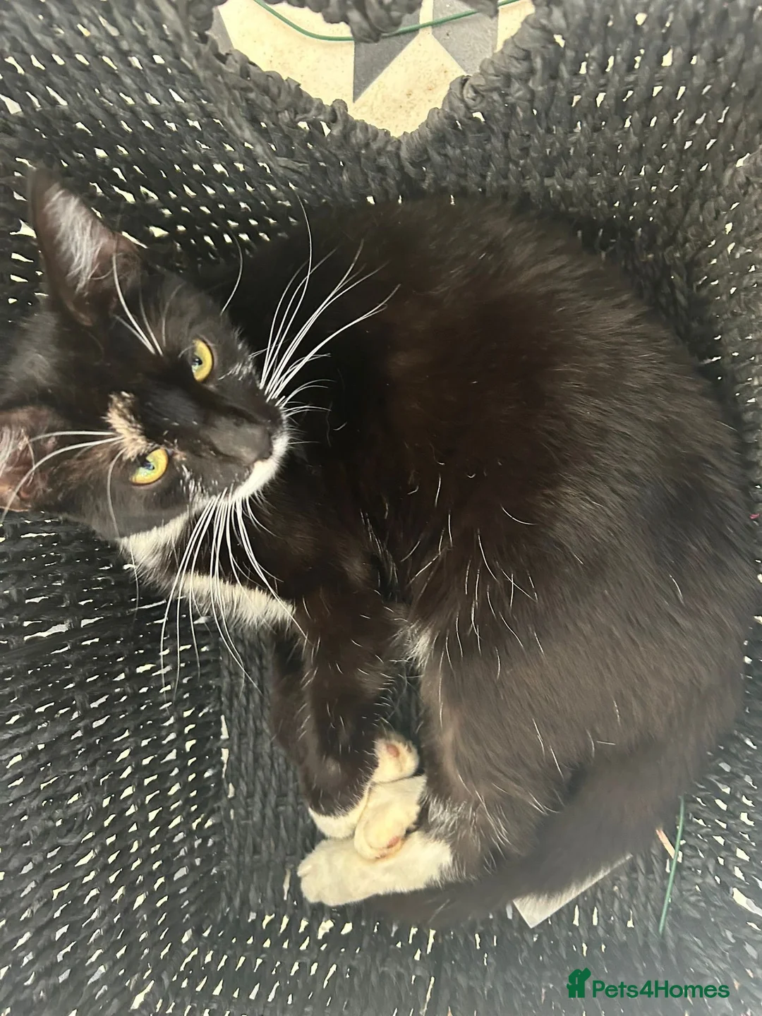 Mixed Breed cats for sale: 2 silver kittens and 2 tuxedo kittens  in Wokingham - Advert 9
