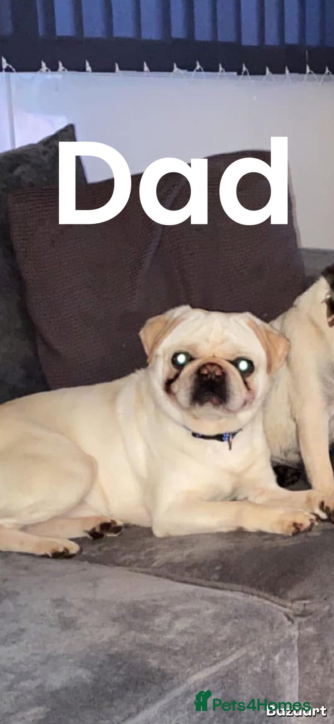 Frug dogs for sale: Brown Frug Boy - Advert 2