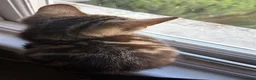British Shorthair cats for sale: Mirah and Toast in Birmingham - Advert 9