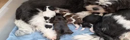 Shih Tzu dogs for sale: KC registered Shih Tzu puppies  in Harlow - Advert 15