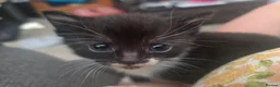 Mixed Breed cats for sale: Beautiful kittens! One boy left!  - Advert 14