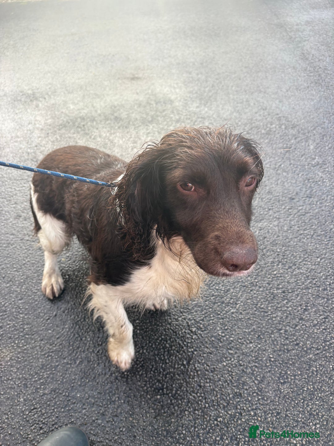 English Springer Spaniel dogs for sale: Beautiful litter of KC REG Puppies - Advert 15