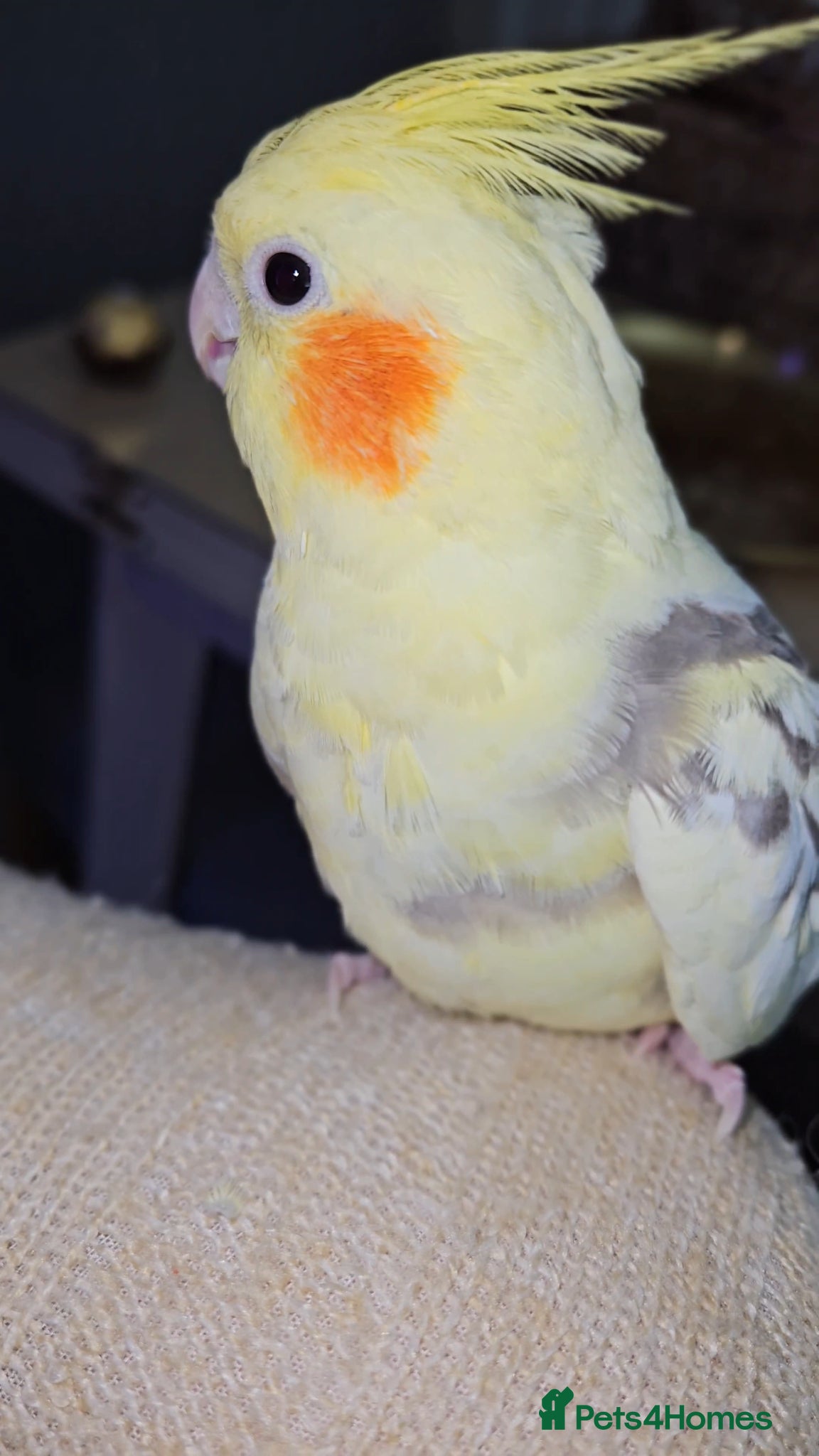 Cockatiels birds Friendly Hand-reared Cockatiel - Advert 7