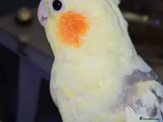 Cockatiels birds Friendly Hand-reared Cockatiel - Advert 1