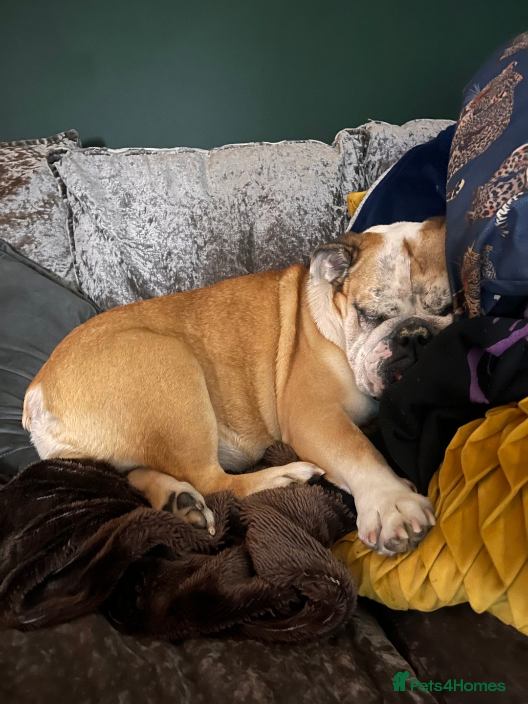 English Bulldog dogs for sale: Most loveable English Bulldog (I don’t want cash) - Image 5