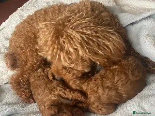 Toy Poodle dogs Toy poodle - Advert 16