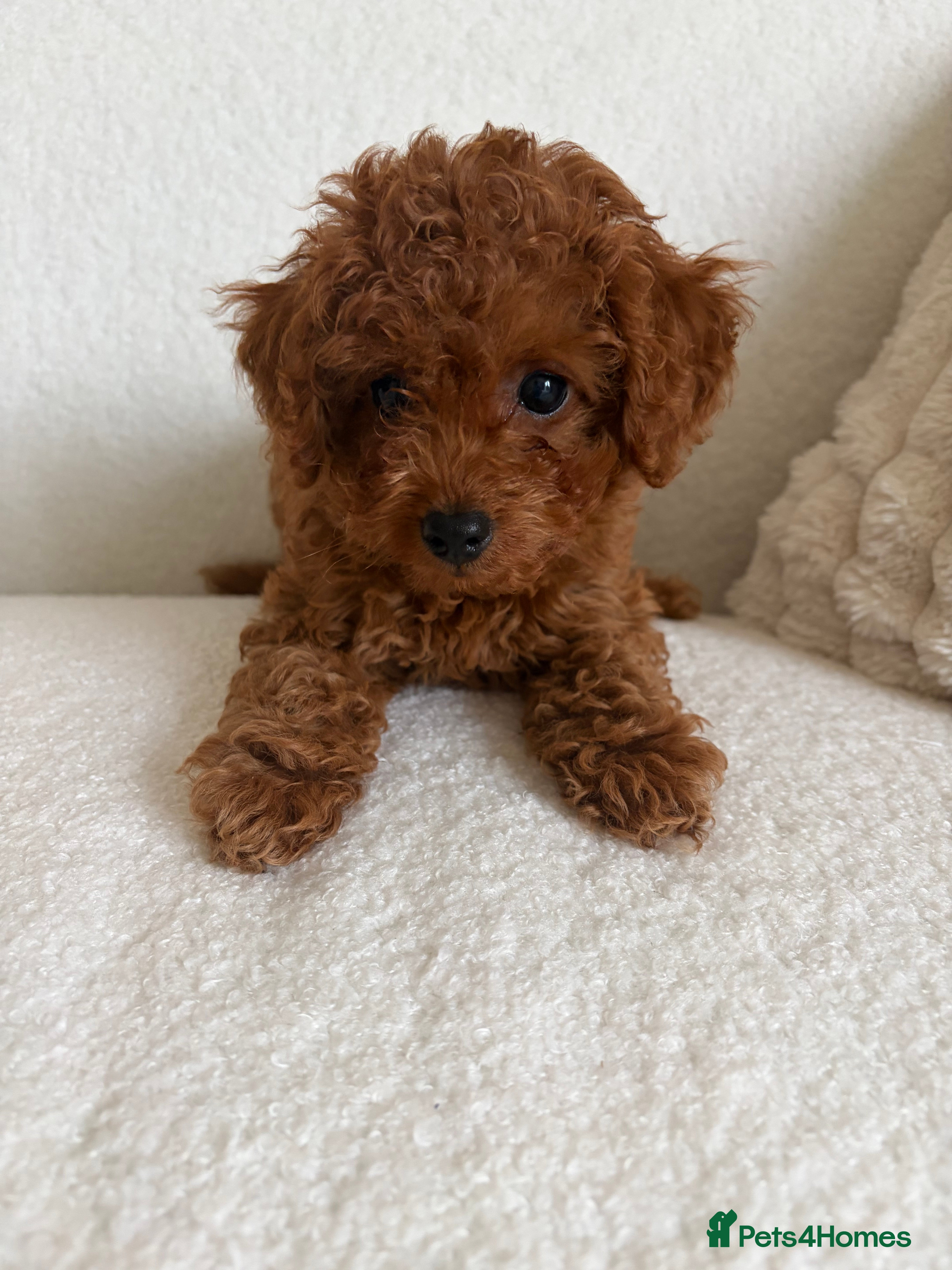 Cavapoo dogs Cavapoo puppies (Extensively health tested) F1b  - Advert 13