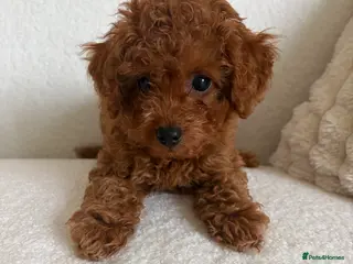 Cavapoo dogs Cavapoo puppies (Extensively health tested) F1b - Advert 13