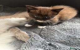Ragdoll cats for sale: Beautiful cross ragdoll kittens  - Image 12
