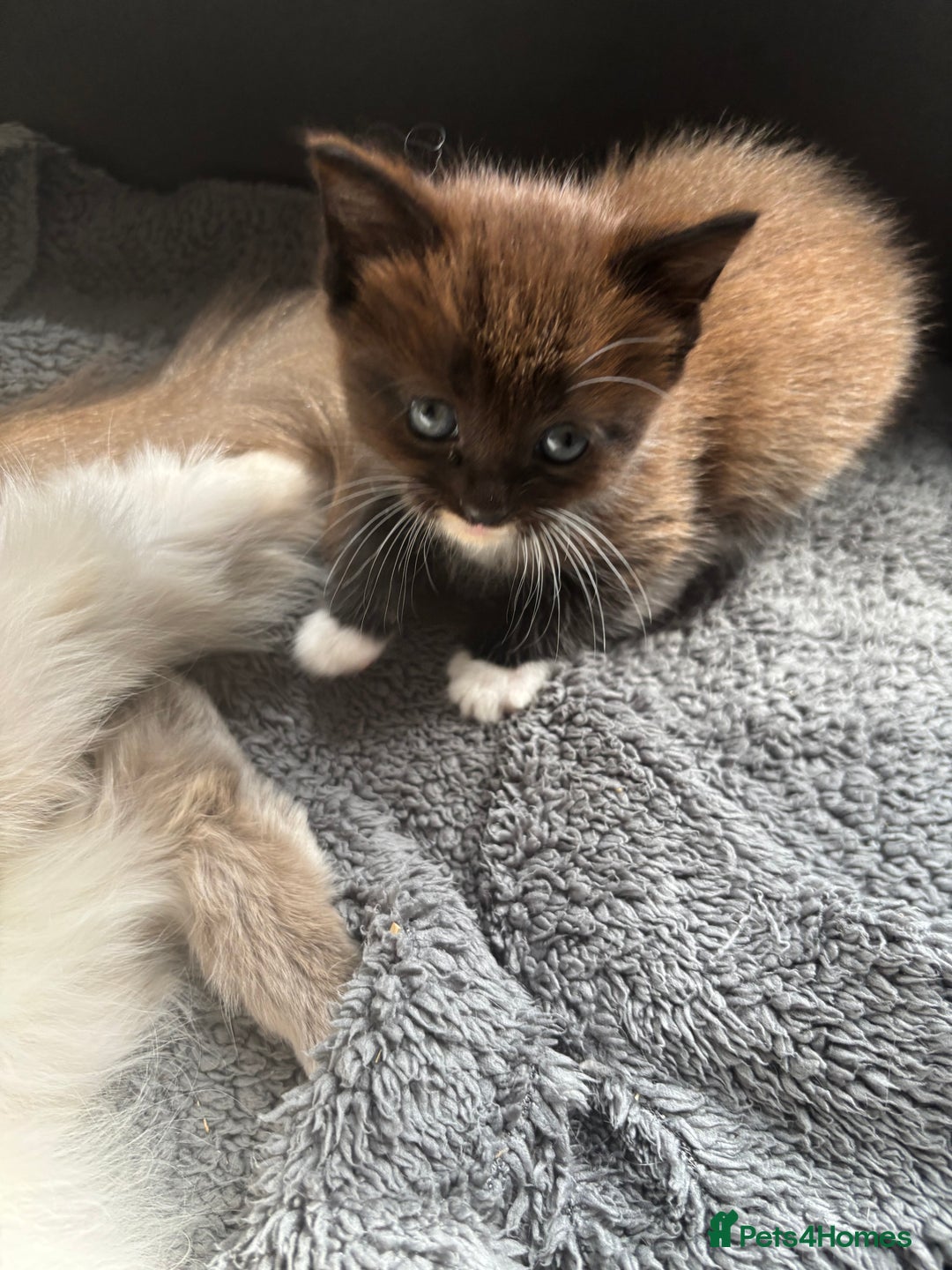 Ragdoll cats for sale: Beautiful cross ragdoll kittens  - Image 12