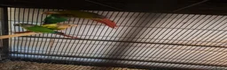 Conures birds for sale: Young conures - Advert 3
