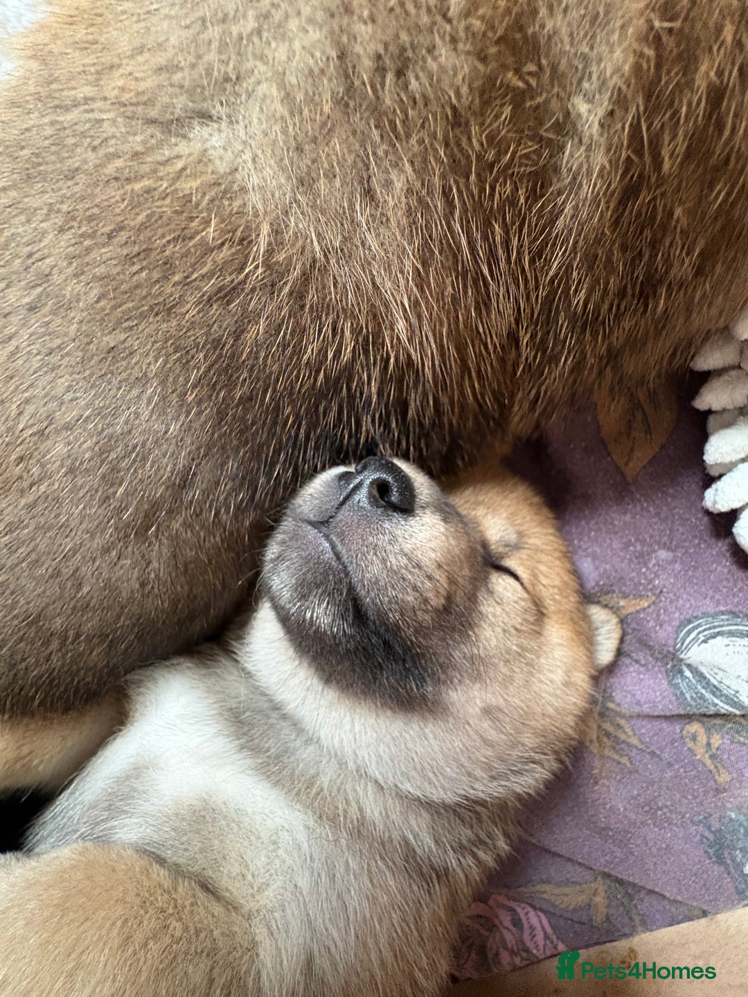 Japanese Shiba Inu dogs for sale: KC Registered Japanese Shiba-Inus  - Image 24