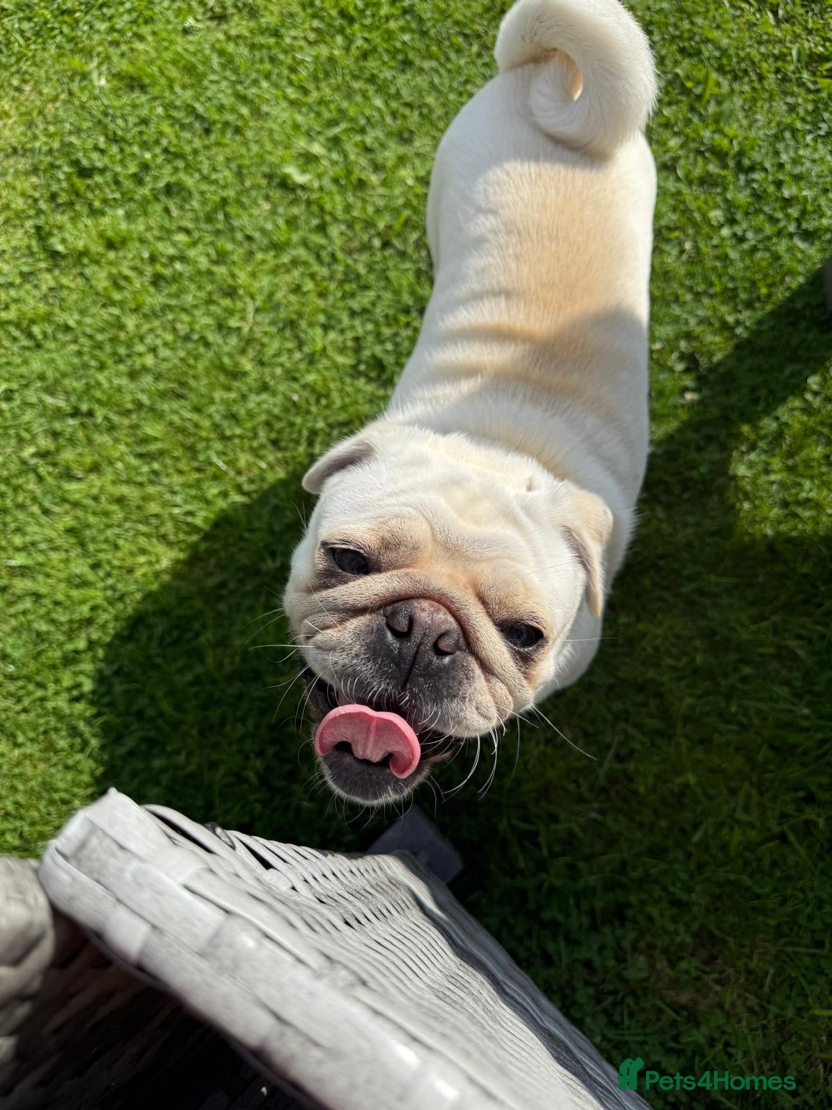 Pug dogs Beautiful Luna for rehome - Advert 1