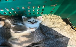 British Shorthair cats for sale: Two male kittens  - Image 1