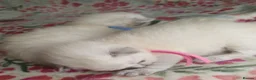 Ragdoll cats for sale: 💖 Beautiful Ragdoll kittens for Sale 💖 - Advert 24