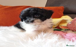 Cockapoo dogs for sale: Best Friend Sofa Companions 🥰 Fully vaccinated  - Image 10