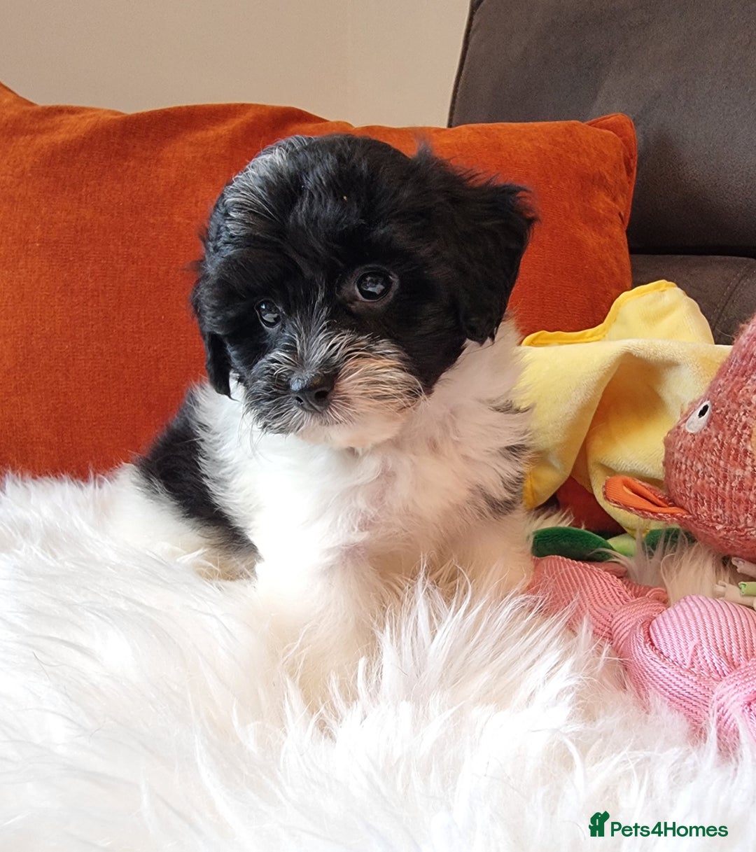 Cockapoo dogs for sale: Best Friend Sofa Companions 🥰 Fully vaccinated  - Image 10