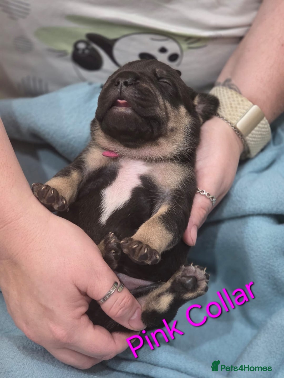 Mixed Breed dogs for sale: American french bully  - Image 2