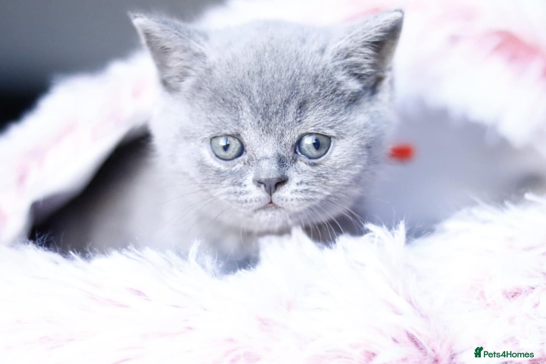 British Shorthair cats for sale: GCCF champ bloodlines Bsh - Image 18