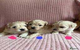 Maltipoo dogs for sale: Gorgeous Maltipoo puppies  - Advert 3