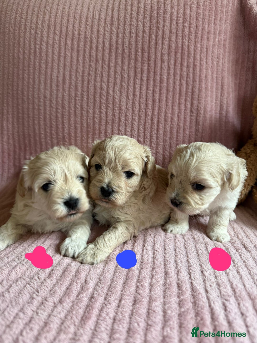 Maltipoo dogs for sale: Gorgeous Maltipoo puppies  - Advert 3