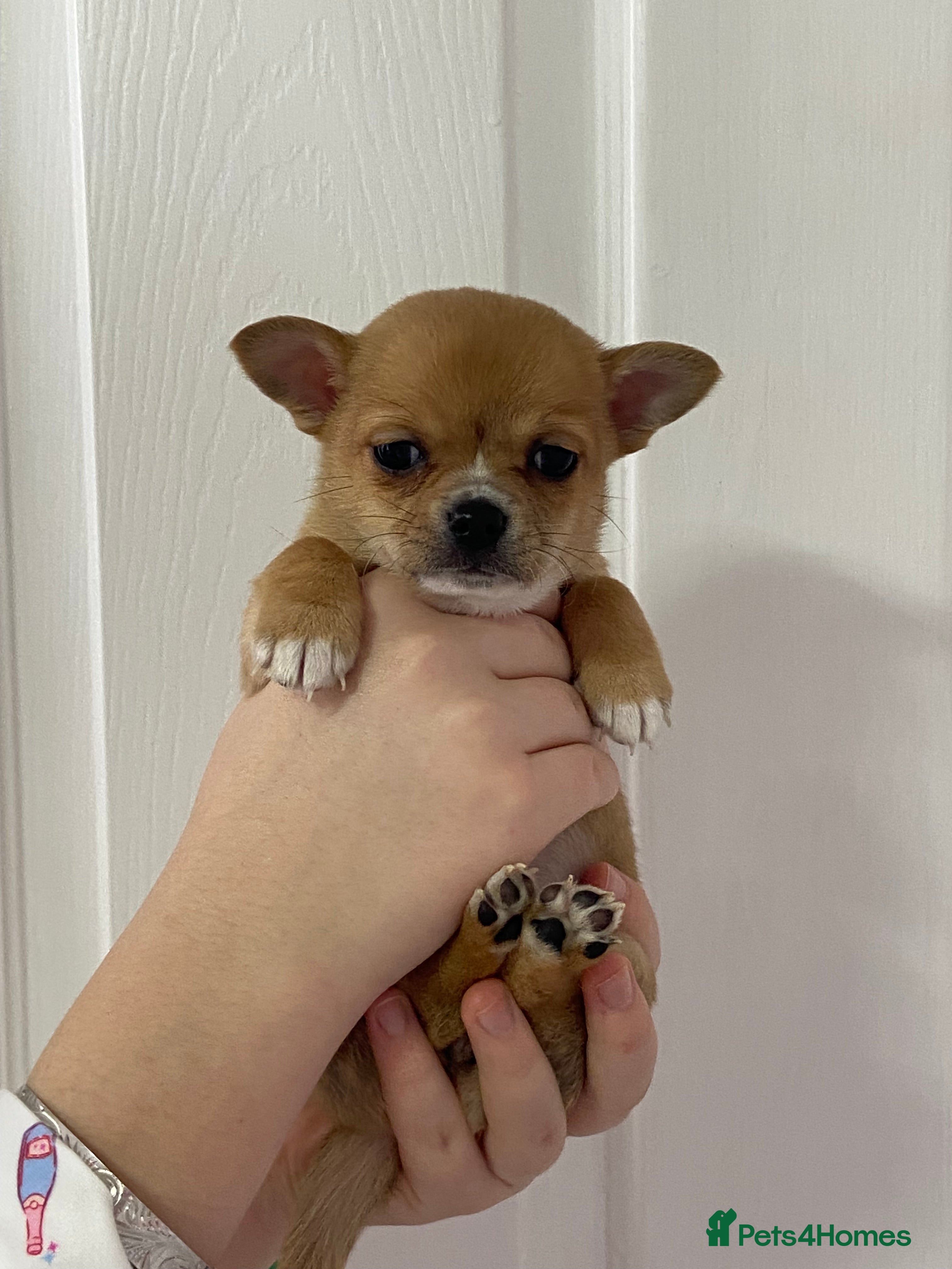 Chihuahua dogs Chihuahua puppies for sale - Advert 1