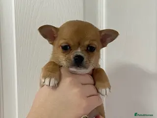 Chihuahua dogs Chihuahua puppies for sale - Advert 1