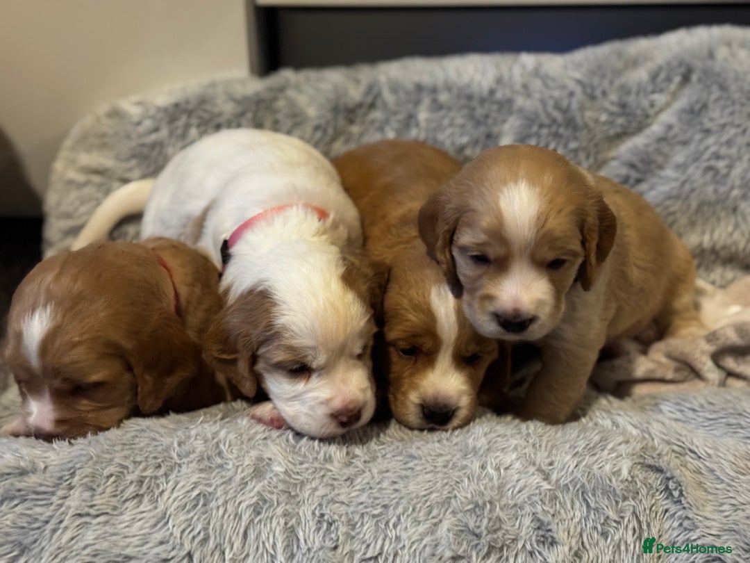 Cocker Spaniel dogs for sale: Last Baby Available - Advert 7