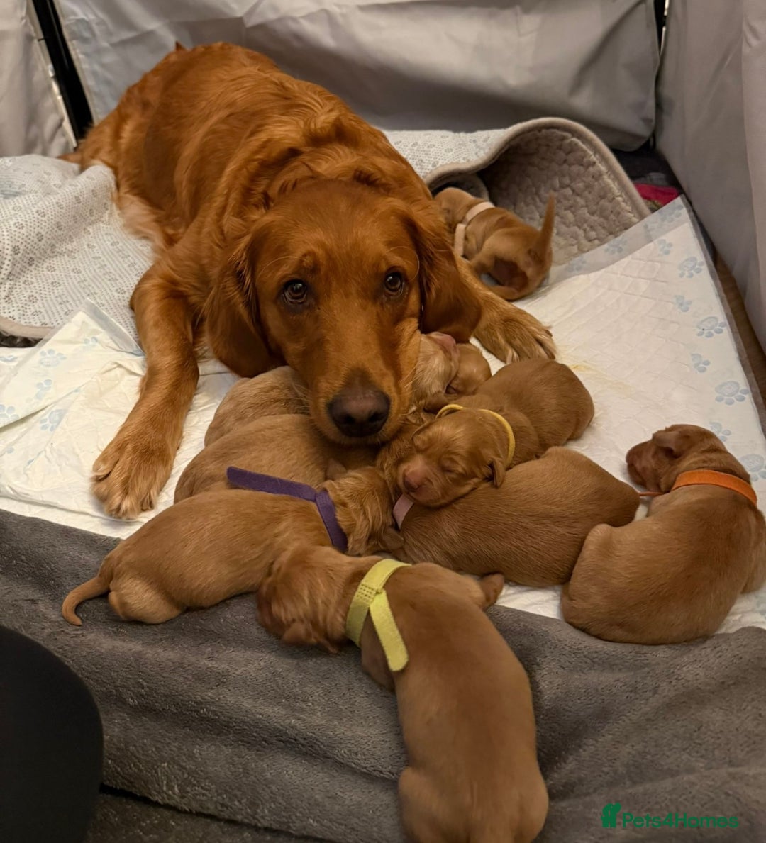 Golden Retriever dogs for sale: KC Registered Championship Line Golden Retrievers - Advert 11