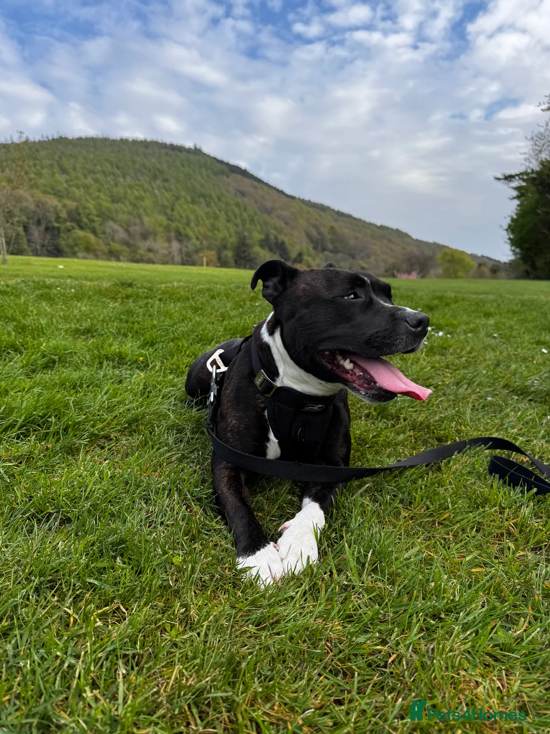 Staffordshire Bull Terrier dogs for sale: 6 Staffordshire pups - Advert 1