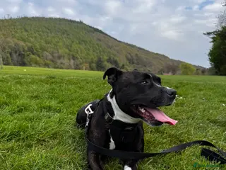 Staffordshire Bull Terrier dogs 6 Staffordshire pups - Advert 7