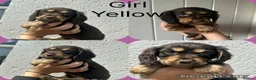 Cocker Spaniel dogs for sale: Cocker spaniel puppies  - Advert 14