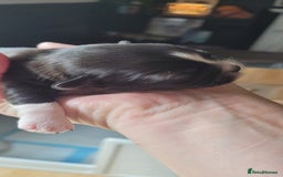 Shih Tzu dogs for sale: shih tzu puppies  - Advert 21