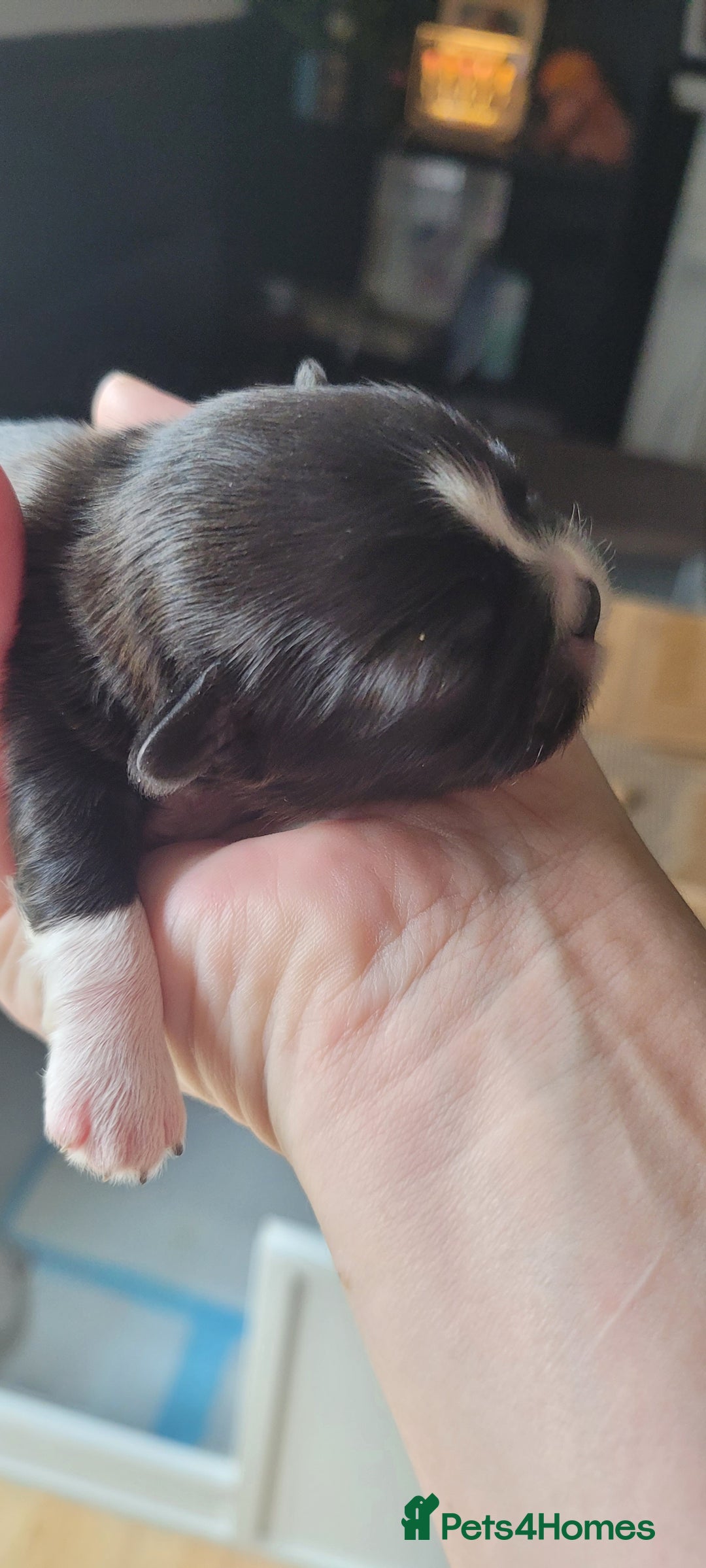 Shih Tzu dogs for sale: shih tzu puppies  - Advert 21