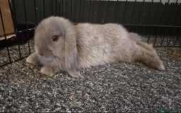 Mini Lop rabbits for sale: Pure bred mini lops ready to go - Image 3