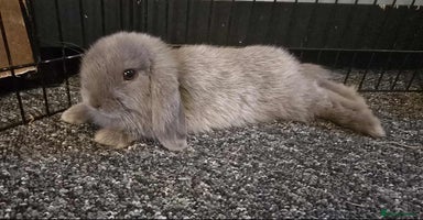 Mini Lop rabbits - Advert 7