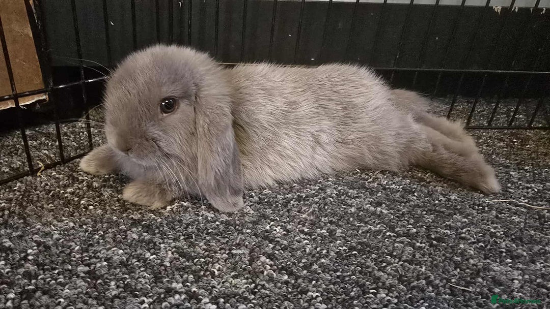 Mini Lop rabbits for sale: Pure bred mini lops ready to go - Image 3