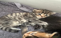 Scottish Fold cats for sale: 5 British Longhair and Scottish Straight kittens  - Image 25