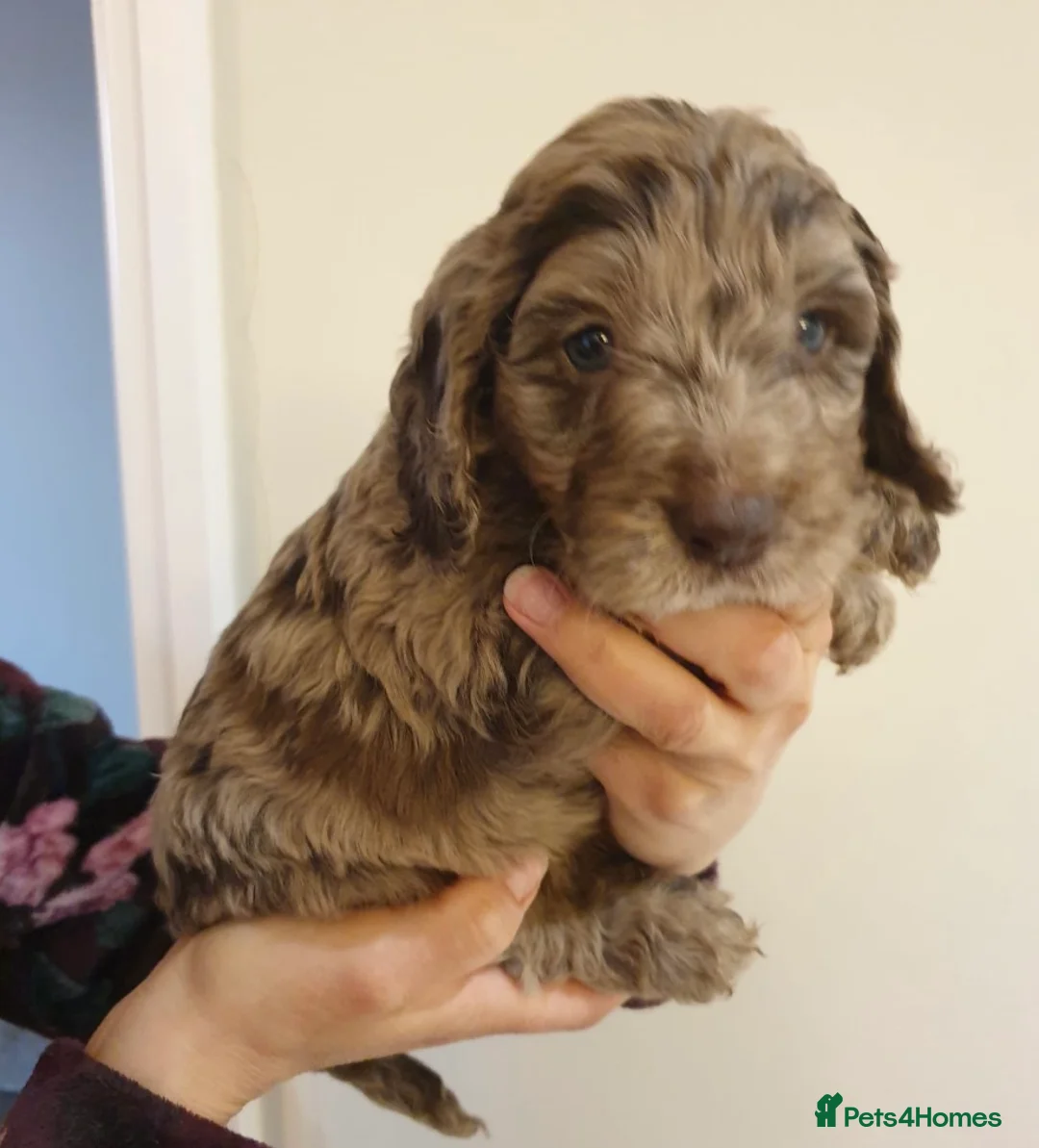Cocker Spaniel dogs for stud: Superb Chocolate Carrier Merle Poodle Stud in Newcastle - Advert 5